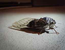 quitandtravel preeti.photography travel photography Cicadoidea cicada cicadas Neotibicen linnei bug insect pixelxl