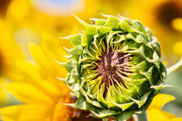 quitandtravel preeti.photography travel photography sunflower flower macro dorothea dix park raleigh nc north carolina