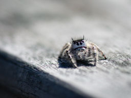 quitandtravel preeti.photography travel photography jumping spider Phidippus otiosus