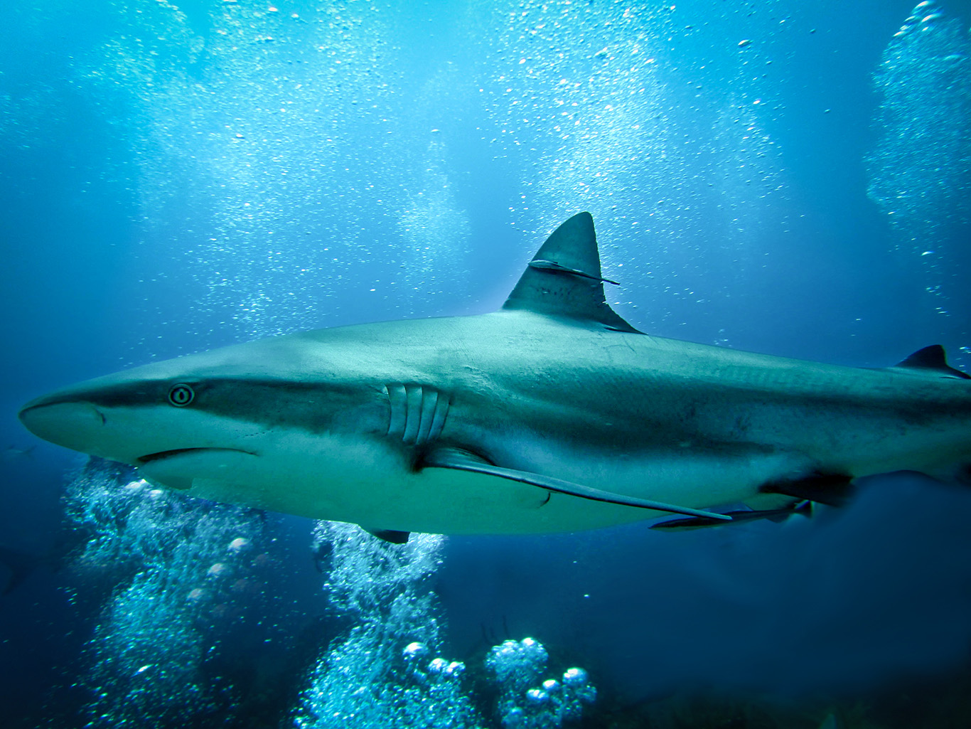 quitandtravel preeti.photography travel photography diving scuba caribbean reef nurse shark week Roatan Honduras