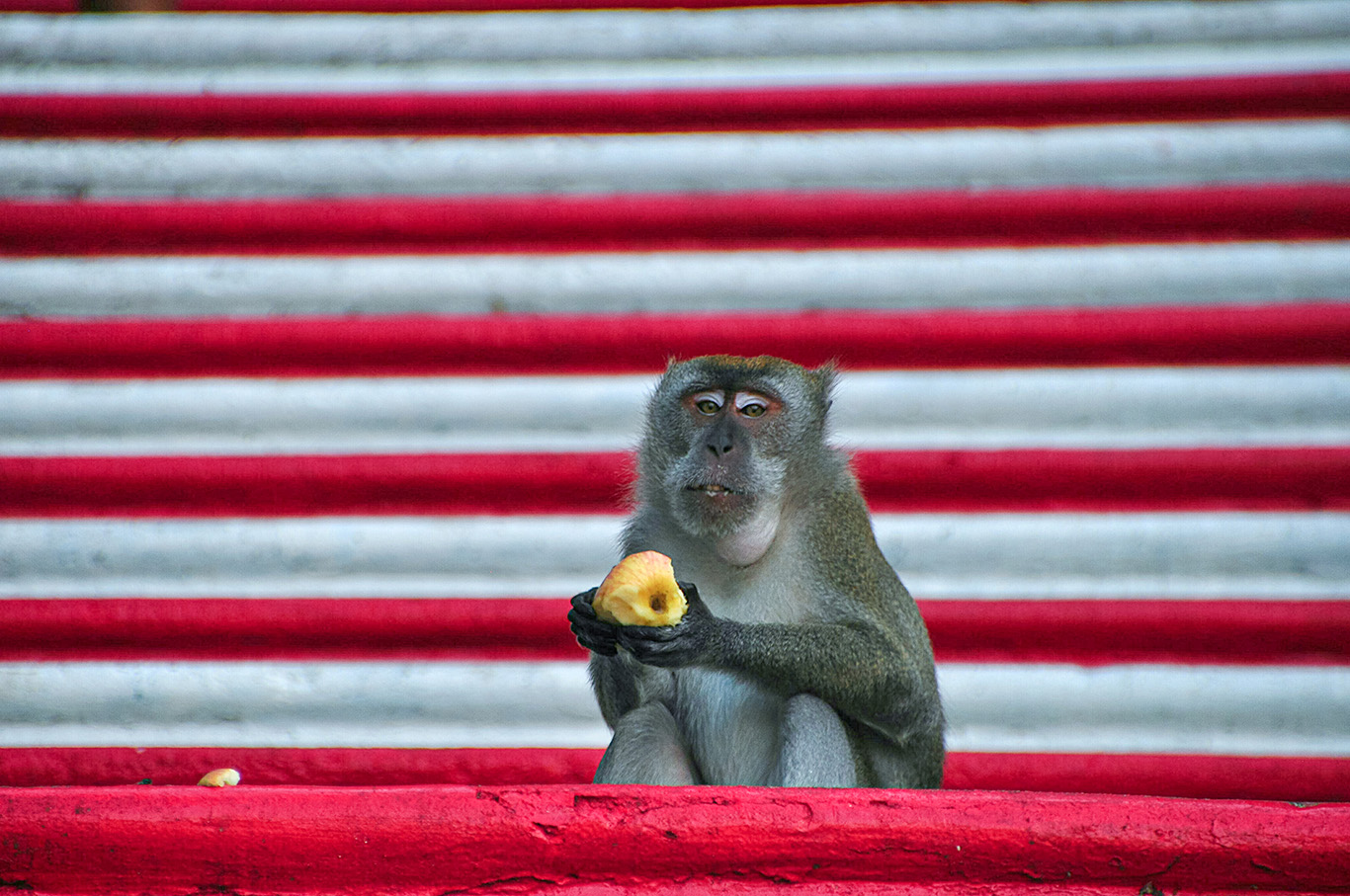 quitandtravel preeti.photography travel photography long-tailed macaque monkey apple thief Batu Caves Kuala Lumpur Malaysia