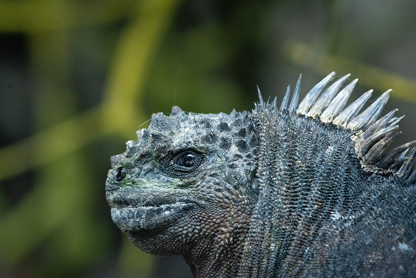 quitandtravel preeti.photography travel photography marine iguana wildlife sea iguana saltwater iguana Amblyrhynchus cristatus Isabela Galapagos Ecuador reptile