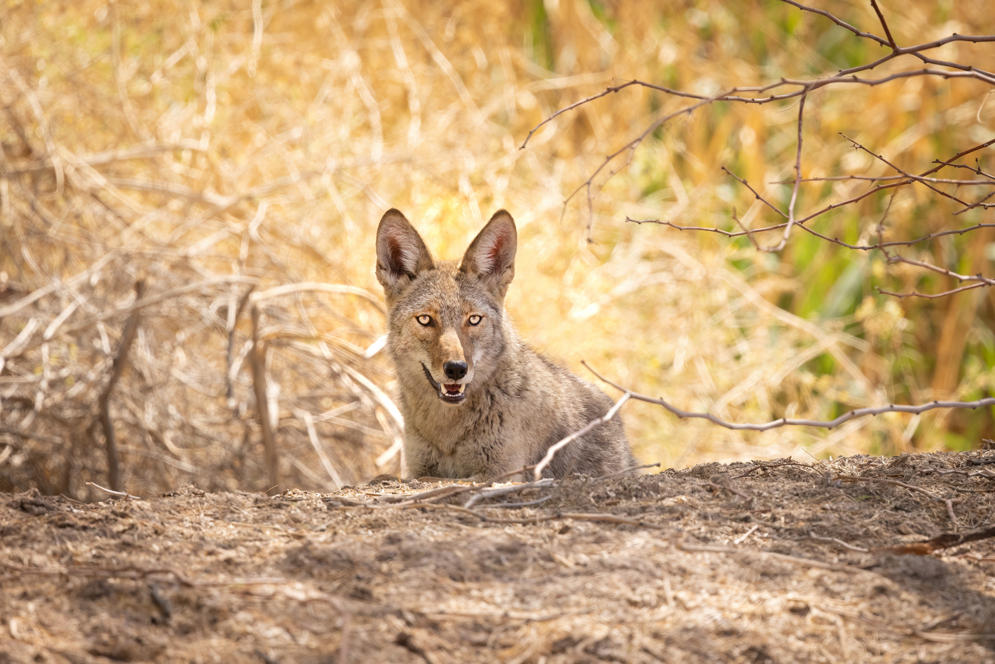 quitandtravel preeti.photography travel photography wildlife Coyote Canis latrans Wetlands Park Las Vegas Nevada