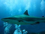 quitandtravel preeti.photography travel photography diving scuba caribbean reef nurse shark week Roatan Honduras