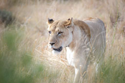 quitandtravel preeti.photography travel photography lion lioness blind wildlife Panthera leo grassland Addo Elephant National Park South Africa