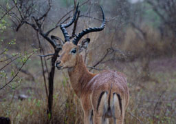 quitandtravel preeti.photography travel photography wildlife Impala Aepyceros melampus Kruger National Park South Africa