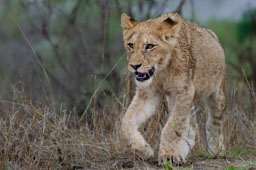 quitandtravel preeti.photography travel photography lion cub wildlife Panthera leo grassland Kruger National Park South Africa