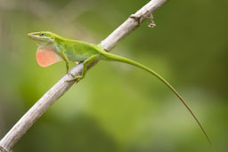 quitandtravel preeti.photography travel photography houston texas lizard throat fan green anole anolis carolinensis