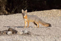 quitandtravel preeti.photography travel photography nevada kayaking colorado river gray fox urocyon cinereoargenteus